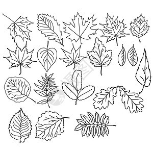 不同物种树叶 木质植物植物植物草本馆 矢量颜色页面 (单位 美元)图片