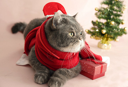 穿着圣坦塔服装的灰灰色英国猫 在圣诞树附近的篮子里坐着工作室庆典礼物精神毛皮格子背景情绪哺乳动物乐趣图片