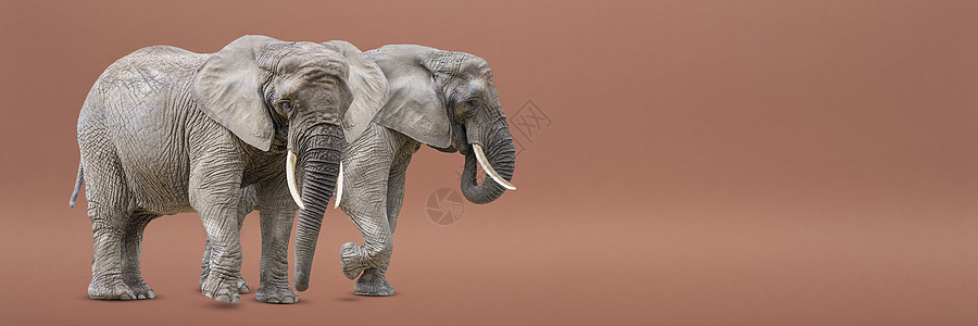 孤立的两只行走的大象 非洲大象在统一的背景下被隔离 大象特写照片 侧视图白色皱纹小路皮肤象牙灰色荒野红色动物剪裁图片