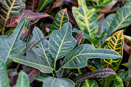 Kodiyeum 植物 巴豆 Codium-绿色的叶子带有黄色和橙色的叶脉 自然背景 家花的叶子 叶子是鲜艳美丽的花卉热带 Co图片