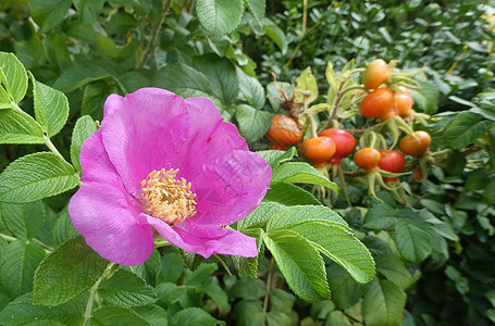 玫瑰如花朵 玫瑰臀合一灌木草本植物叶子雌蕊植物学季节衬套枝条植物野玫瑰花园图片