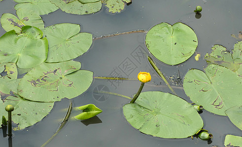 一种水生植物 黄花在暗水中漂浮植物百合淡水树叶叶子荷花花瓣麻雀花园池塘图片