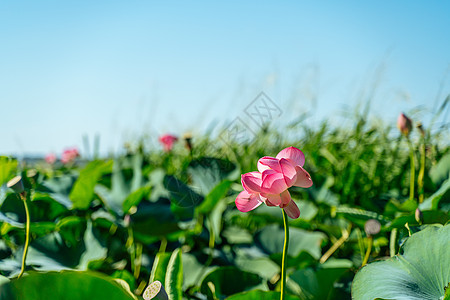 一朵粉红色的莲花在风中摇曳 以他们的绿叶为背景 自然环境中湖上的莲花场花园叶子植物学百合视频荷叶植物荷花宏观池塘图片