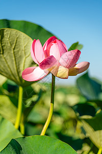 一朵粉红色的莲花在风中摇曳 以他们的绿叶为背景 自然环境中湖上的莲花场花朵植物学花园草药宏观野花花粉叶子荷叶花瓣图片