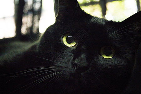 绿眼黑猫的肖像毛皮宠物房子成人胡子哺乳动物鼻子猫科动物眼睛动物图片