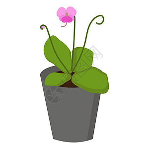 含有明亮多汁绿叶和薄茎上小粉红紫花 稀有的自然代表物 掠食性植物的昆虫植物图片
