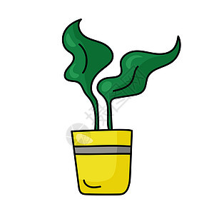 黄锅植物 有宽阔明亮的绿叶叶 设计用涂鸦风格的家庭种植图片