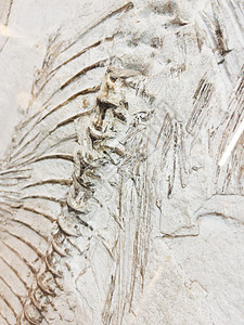 博物馆史前鱼类的骨骼化石祖先时代石头科学印象痕迹矿物岩石标本菊石图片