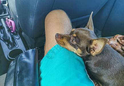 在墨西哥车里睡得累的俄罗斯玩具泰瑞犬图片