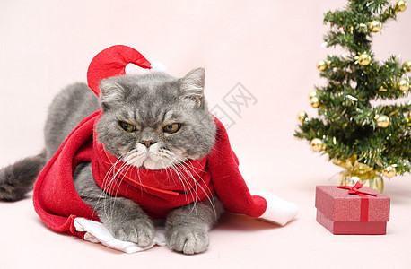 穿着圣坦塔服装的灰灰色英国猫 在圣诞树附近的篮子里坐着衣服新年精神工作室季节礼物哺乳动物乐趣庆典毛皮图片