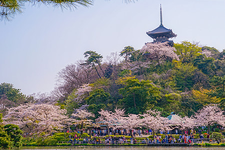 樱花花和全盛开的日本花园水面风格天空建筑传统文化胜利池塘财产花园图片