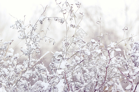 初雪 雪地景观 温柔中和紫色单色背景 冬季开始概念的灌木丛草草图片