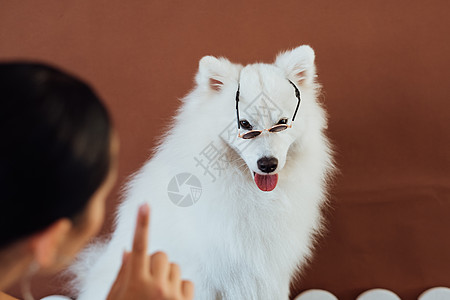 白雪雪狗饲养日本喷口水 配有太阳眼镜 以摄影为目的图片