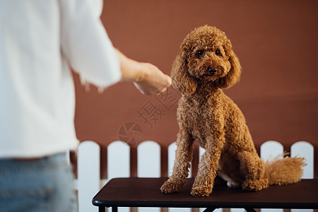 和狗训练师在宠物屋里的美丽的棕色面条宾犬宠物屋动物贵宾女士爪子狗师图片