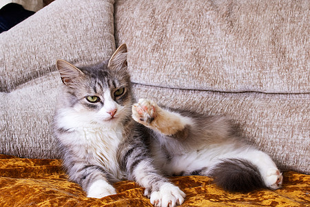 灰色毛绒猫洗爪子紧闭舌头幼兽动物友谊虎斑小猫婴儿宠物晶须手指图片