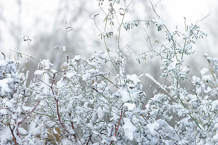 霜草初雪 雪地景观 天然白白单色白原本底 冬季开始概念下的绿草丛草地场地花园场景问候语公园墙纸衬套季节天气背景