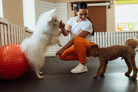小棕面和白雪白的日本人Spitz 与狗训练员一起在宠物屋接受培训爪子女士公主宠物随笔贵宾犬狗师动物棕色图片