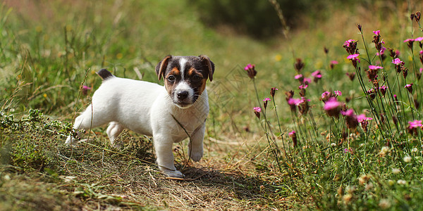 两个月前的杰克·罗素·拉塞尔小狗 在草地里走着 粉红色康乃馨花在她身边 阳光照耀图片