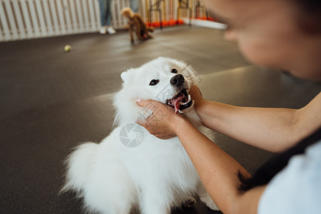 狗训练员拥抱日本Spitz 人们在宠物屋与他们的四爪朋友图片