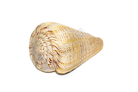 白色背景的锥形贝壳图像 海壳 海底动物漩涡螃蟹纪念品温泉软体热带水族馆海洋宏观生活图片