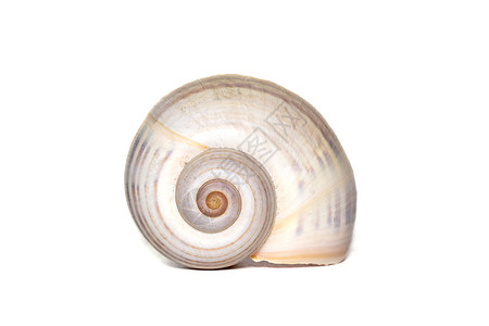 白色背景的大型空海蜗牛壳图像 海底动物 海洋壳 笑声钥匙生活螺旋住房花园蜗牛壳宏观贝壳粘液碳酸盐图片