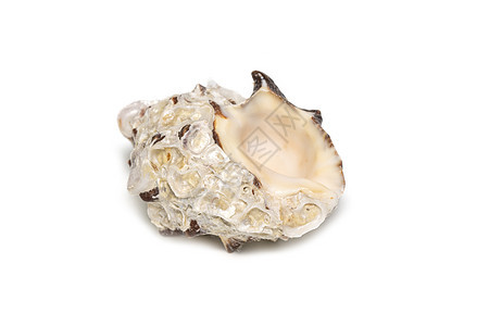 白色背景的白贝壳 海底动物 海洋贝壳等图像 笑声风格装饰螺旋热带生活宏观野生动物贝类软体海滩图片