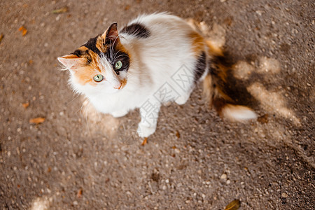 野兽保护 白红小猫在夏天阳光明媚的一天玩耍 一只美丽无家可归的猫坐在街上 坐着短发爪子宠物橙子头发训练哺乳动物毛皮街道关爱图片