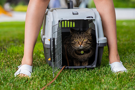 一只灰色斑斑猫躺在一艘载体中 它位于开阔空气中的绿草地上 紧靠着船主的脚塑料晶须兽医动物旅行女士公园猫咪宠物皮带图片