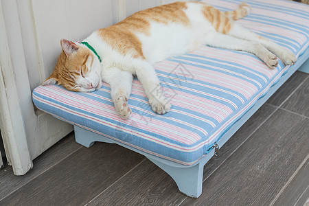 放松的红猫 有趣的睡猫 睡在木凳上的红虎斑猫图片