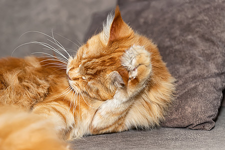 一只大红毛羽毛马蜂猫 躺在地毯上橙子爪子动物舌头猫科眼睛小猫毛皮浣熊耳朵图片