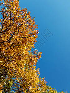 黄树叶对准清蓝的天空图片