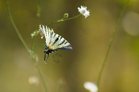 紧紧紧紧紧闭紧紧的燕尾蝴蝶 躺在植物上 有选择性地聚焦于前景图片