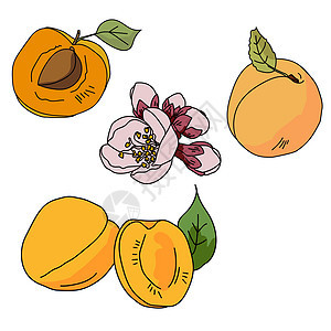 各种不同品种的一套杏子 全果 石本金 花树枝 水果和叶子图片