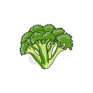 绿花椰菜蔬菜 手画矢量说明图片