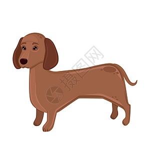 现实的狗 Dachshund 在白色背景上繁殖 - 矢量图片