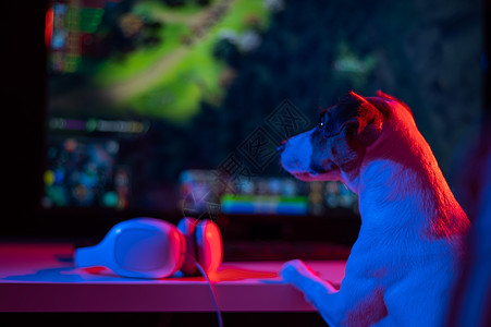 精选黑岩射手狗杰克罗素泰瑞正在黑暗中看一个在亮光中的电脑游戏视频竞赛青少年桌子麦克风喜悦电子游戏乐趣卧室享受背景
