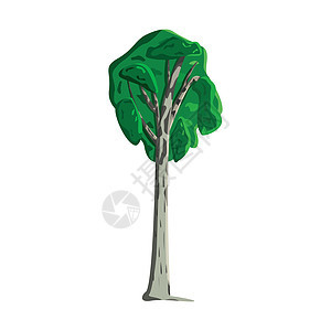 白色背景上现实的绿色绿环矢量环境艺术桦木花园植物学插图树林绘画团体木头图片