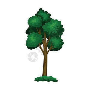 在白色背景上隔离的现实的绿色淡树矢量向量季节花园树干生态艺术生活生长橡木绘画木头背景图片