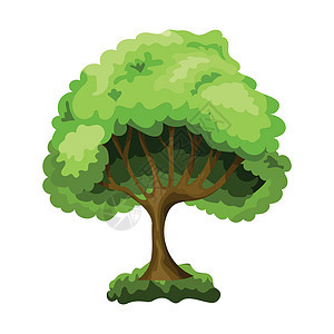 在白色背景上隔离的现实的绿色淡树矢量向量橡木花园艺术季节植物生态树叶树干绘画插图背景图片