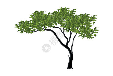 在白色背景上隔离的现实绿色无花草树矢量树干植物季节木头橡木生长植物群树枝板栗绘画图片
