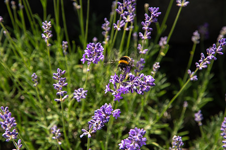 收集花蜜和授粉紫色熏衣草花的花朵荒野生物植物熊蜂花园昆虫宏观多样性薰衣草蜂蜜图片