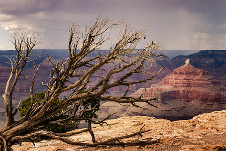 美国亚利桑那州大峡谷南边带一棵树干地标地质学气候侵蚀国际山沟目的地暴风云摄影山脉图片