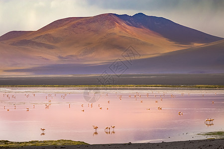 智利火烈鸟和玻利维亚阿尔提平原红湖异国情调山脉风暴云荒野反射旅游殖民地风景气候图片