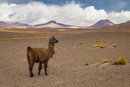 Atacama沙漠野外的青年马拉马 智利地标山脉气候摄影动物景观天空目的地国际生态旅游图片