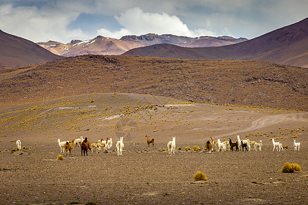 阿塔卡马沙漠野外的瓜纳科斯和美洲驼群 安第斯高原图片