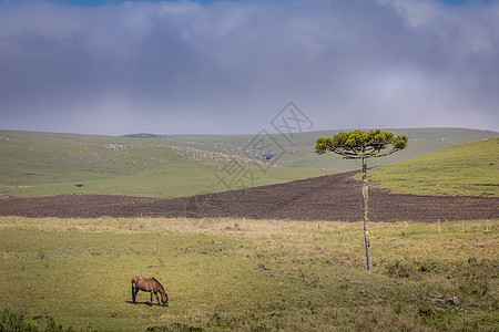 日落时独马风景——巴西南部图片