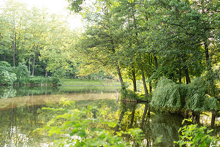 迷人的花园池塘 两旁是长满苔藓的石头 木头和灌木丛 池塘配有水虹膜 在背景花园坐着 春天的小天然花园湖阳光芦苇水生植物天空叶子支图片