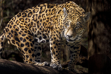 在巴西潘塔纳尔狩猎物种摄影豹属热带雨林部位荒野黑豹动物濒危大猫图片