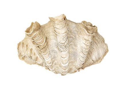 的白色背景照片 海壳 海底动物海洋鳄鱼旅行岩石贝壳巨蚌野生动物贸易珊瑚礁海上生活图片