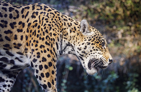 在巴西潘塔纳尔狩猎濒危地区身体动物部位物种黑豹摄影危险森林图片